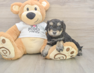 5 week old Cockapoo Puppy For Sale - Lone Star Pups