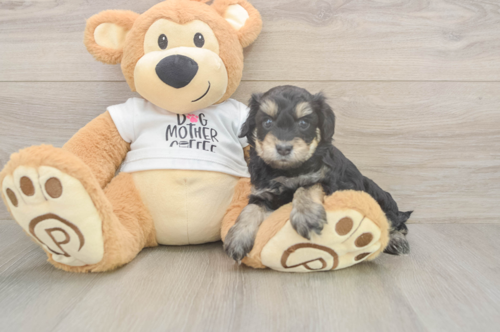 5 week old Cockapoo Puppy For Sale - Lone Star Pups