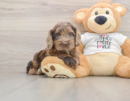 6 week old Cockapoo Puppy For Sale - Lone Star Pups