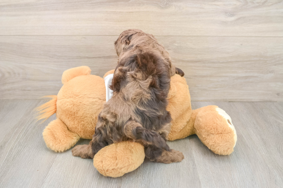 Little Cocker Doodle Poodle Mix Puppy