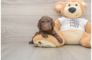 Cute Cockapoo Baby