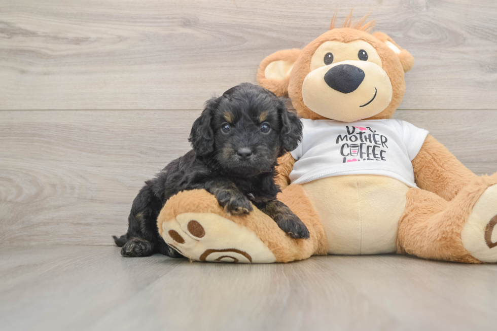 Cockapoo Puppy for Adoption