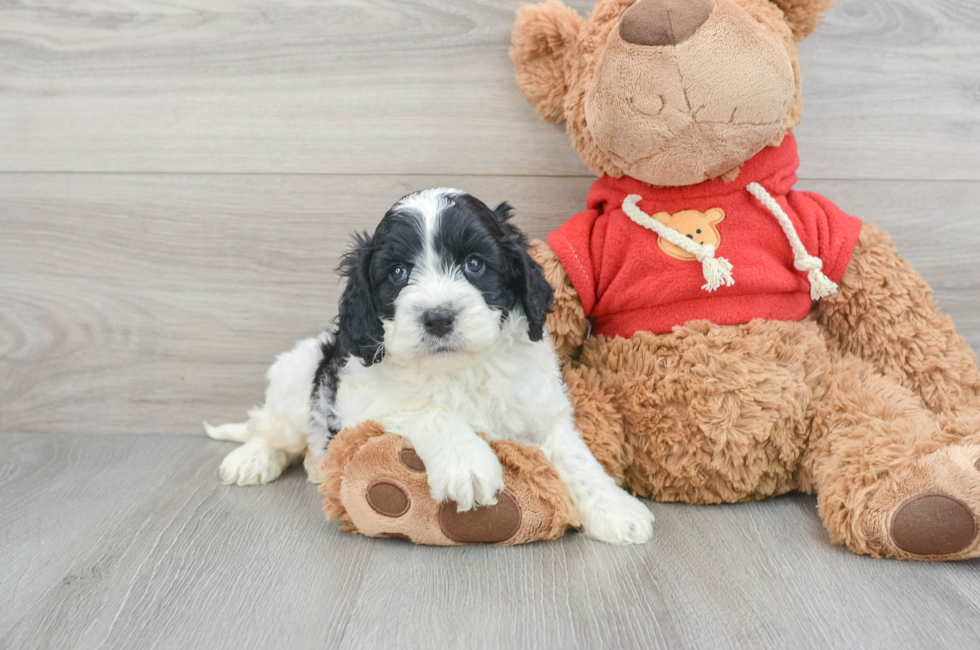 5 week old Cockapoo Puppy For Sale - Lone Star Pups