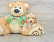 7 week old Cockapoo Puppy For Sale - Lone Star Pups