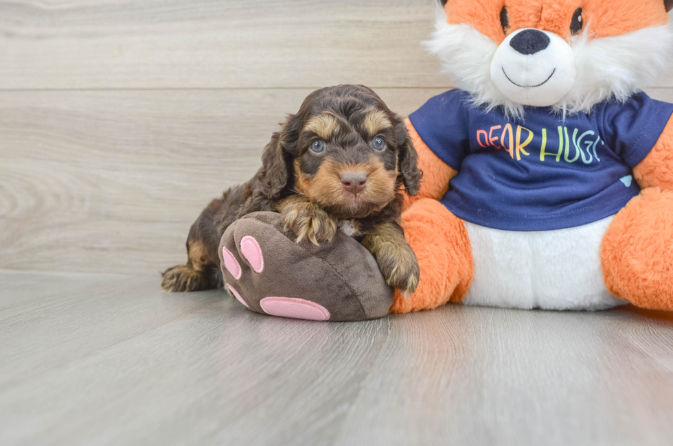 5 week old Cockapoo Puppy For Sale - Lone Star Pups