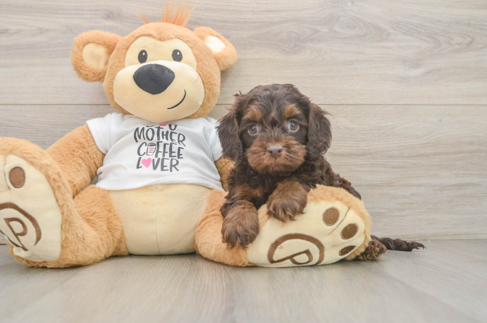 6 week old Cockapoo Puppy For Sale - Lone Star Pups