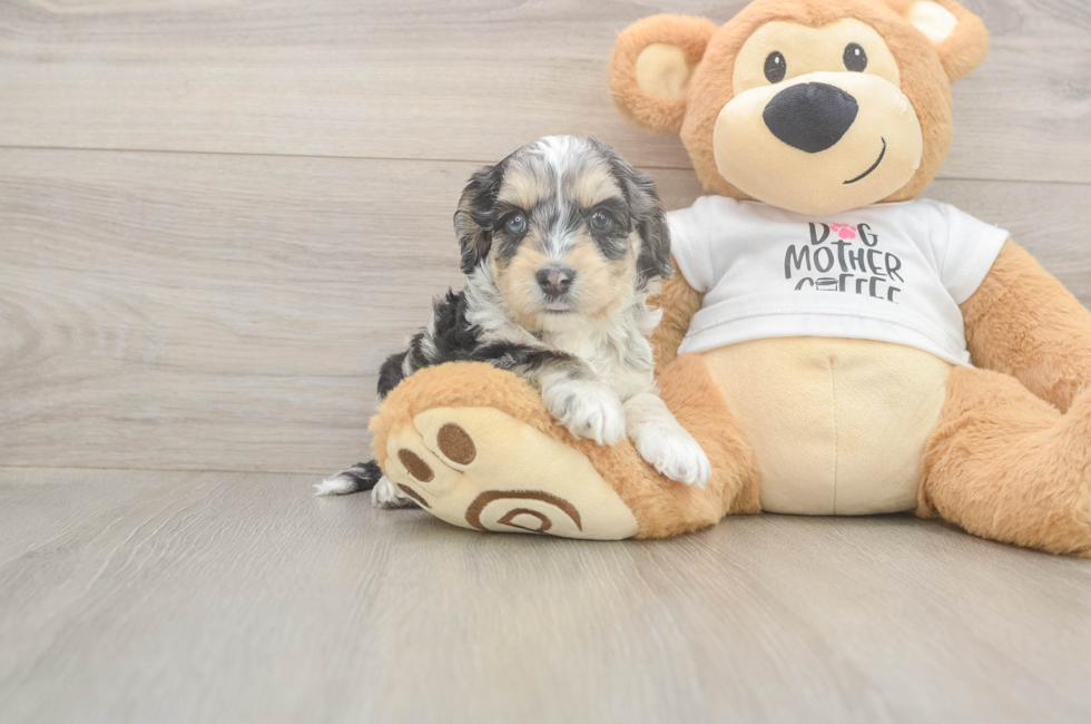 6 week old Cockapoo Puppy For Sale - Lone Star Pups