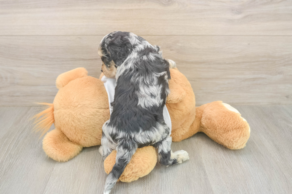 Popular Cockapoo Poodle Mix Pup