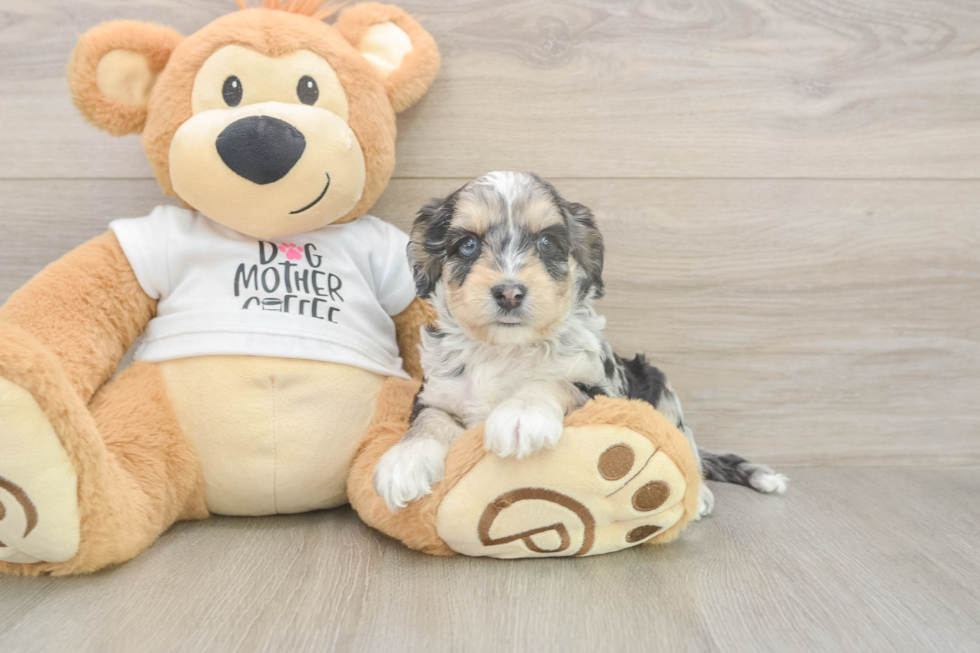 Cockapoo Puppy for Adoption