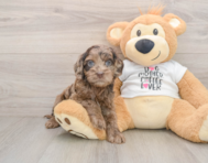 6 week old Cockapoo Puppy For Sale - Lone Star Pups