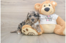 Popular Cockapoo Poodle Mix Pup