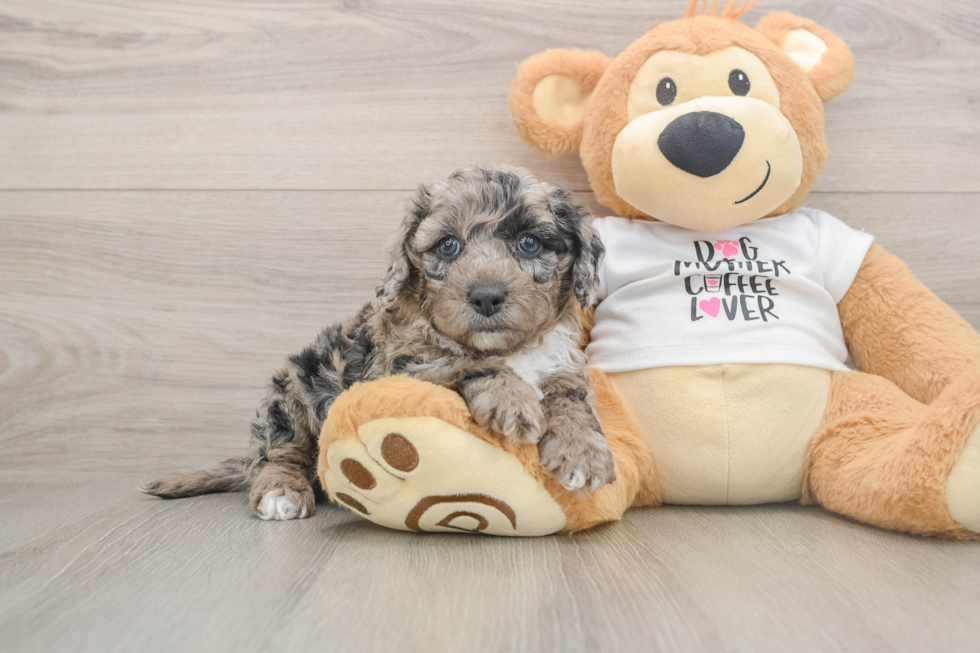 Popular Cockapoo Poodle Mix Pup