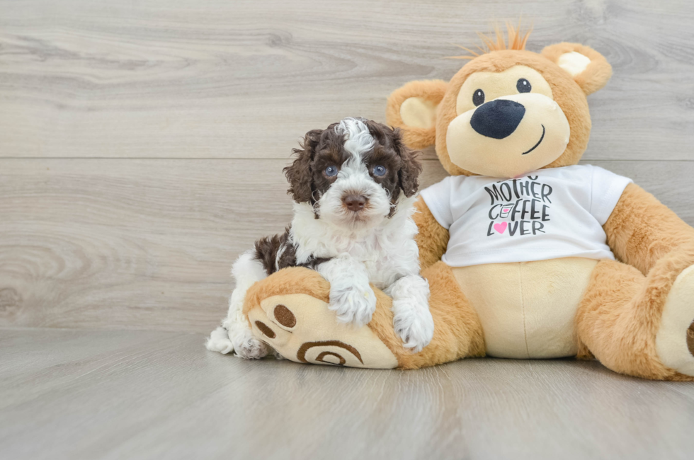 5 week old Cockapoo Puppy For Sale - Lone Star Pups