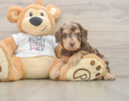 7 week old Cockapoo Puppy For Sale - Lone Star Pups