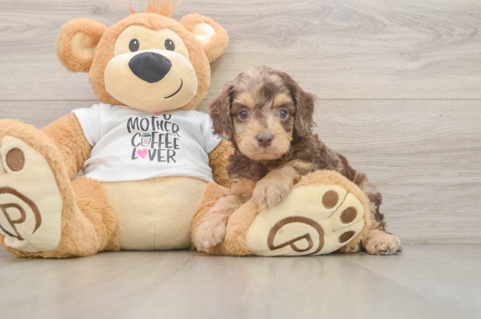6 week old Cockapoo Puppy For Sale - Lone Star Pups