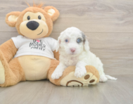 5 week old Cockapoo Puppy For Sale - Lone Star Pups