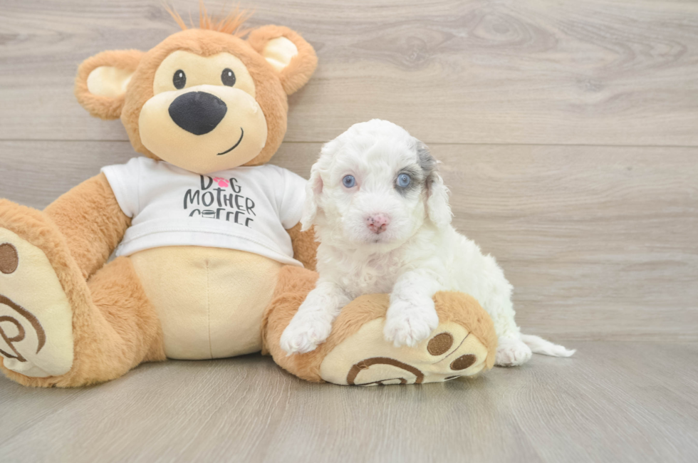5 week old Cockapoo Puppy For Sale - Lone Star Pups