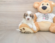7 week old Cockapoo Puppy For Sale - Lone Star Pups