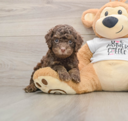 8 week old Cockapoo Puppy For Sale - Lone Star Pups