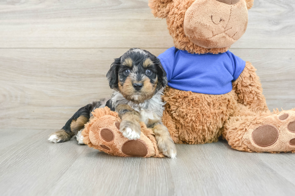 7 week old Cockapoo Puppy For Sale - Lone Star Pups