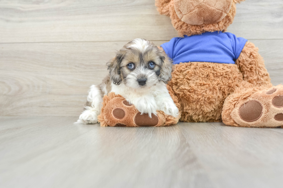 Petite Cockapoo Poodle Mix Pup