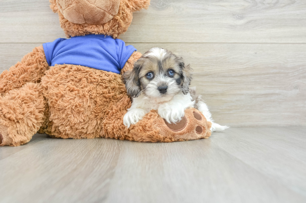 7 week old Cockapoo Puppy For Sale - Lone Star Pups