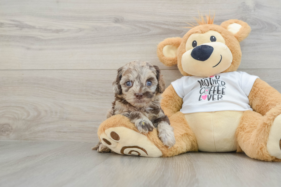 Funny Cockapoo Poodle Mix Pup