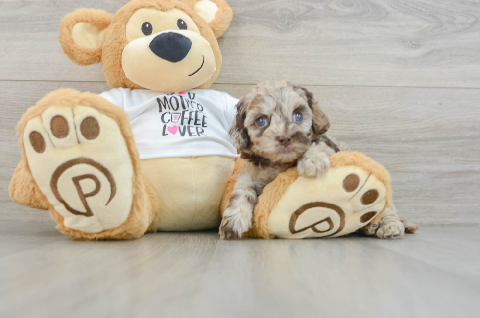 5 week old Cockapoo Puppy For Sale - Lone Star Pups