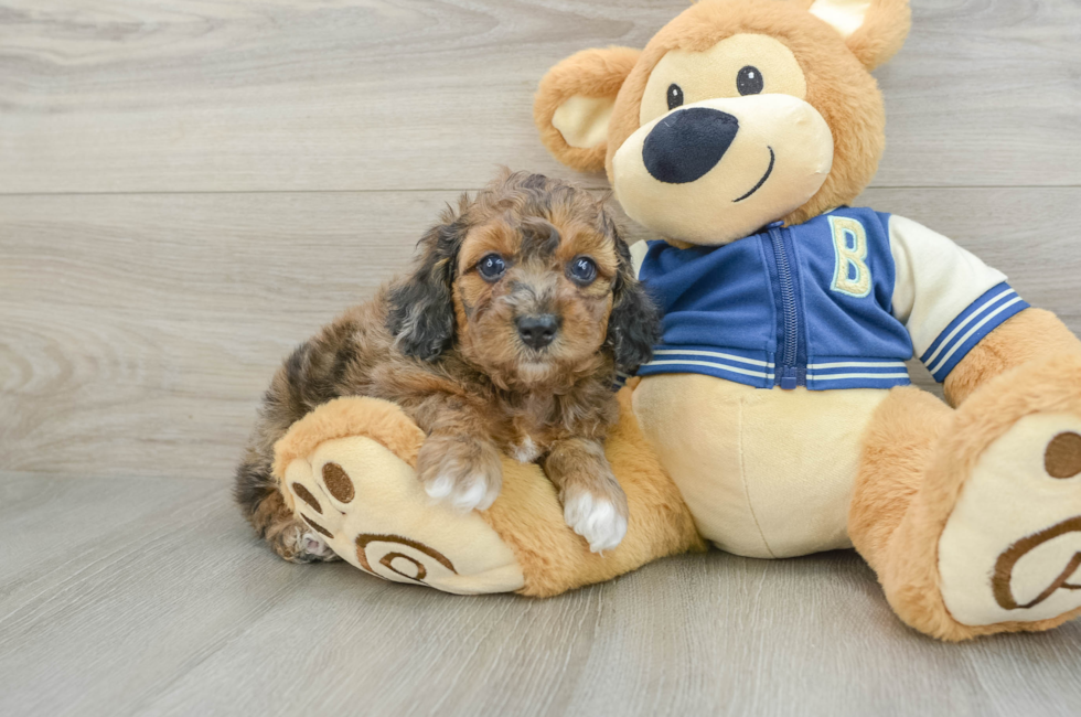 7 week old Cockapoo Puppy For Sale - Lone Star Pups