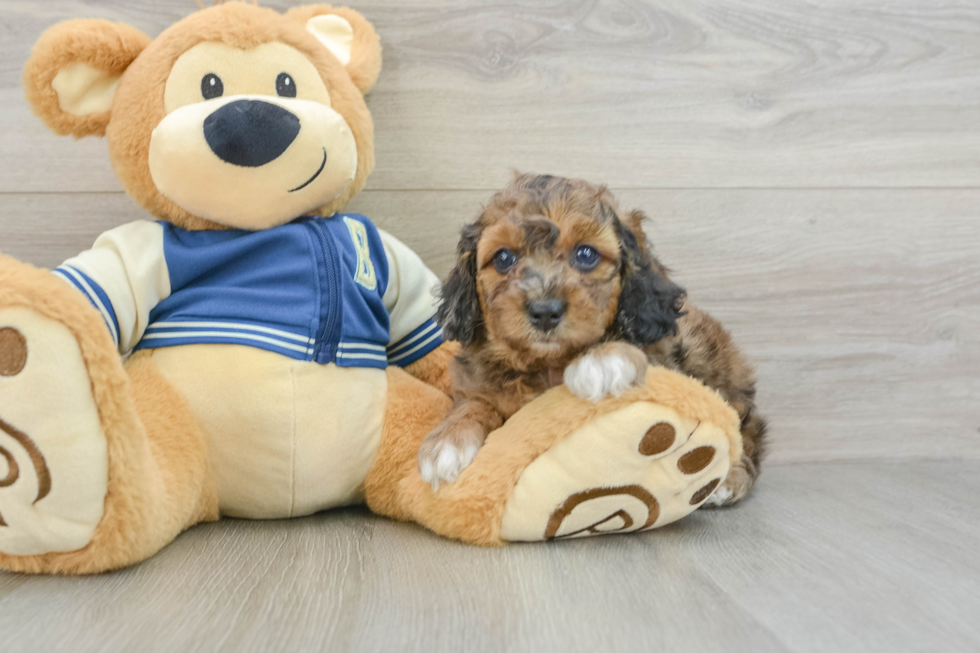 Popular Cockapoo Poodle Mix Pup