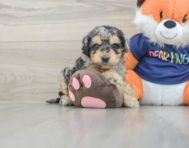 7 week old Cockapoo Puppy For Sale - Lone Star Pups