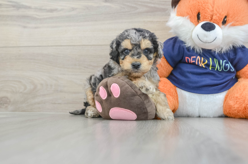 5 week old Cockapoo Puppy For Sale - Lone Star Pups
