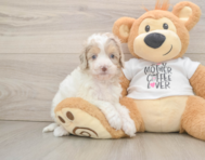 6 week old Cockapoo Puppy For Sale - Lone Star Pups