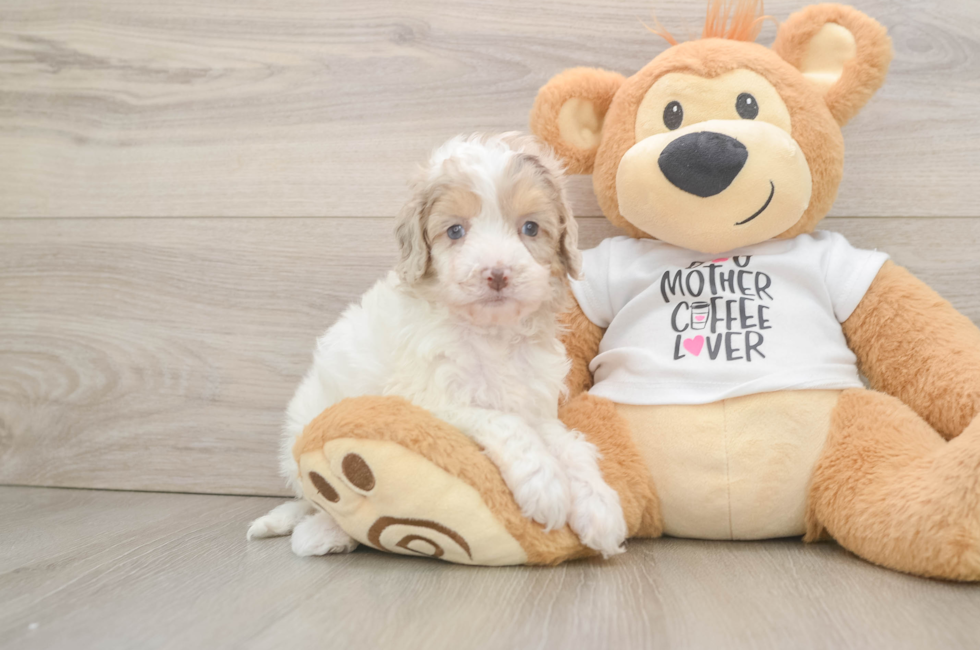 6 week old Cockapoo Puppy For Sale - Lone Star Pups