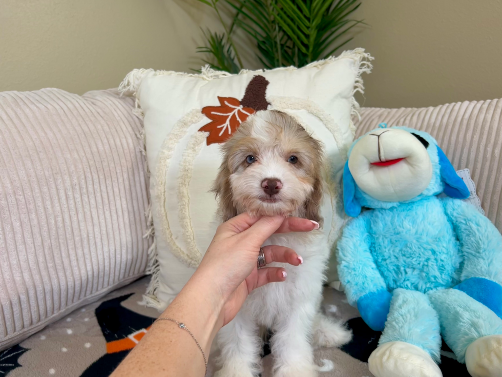 Cute Cockapoo Poodle Mix Pup