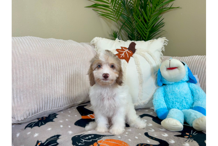 Cute Cockapoo Poodle Mix Pup