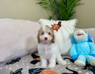 9 week old Cockapoo Puppy For Sale - Lone Star Pups