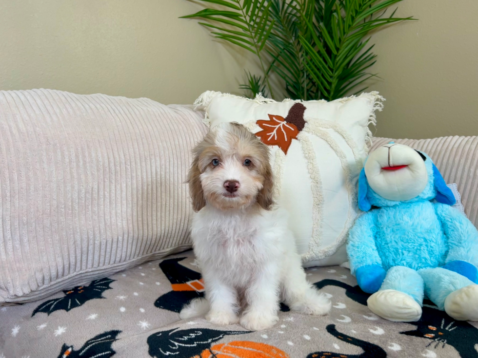 Cute Cockapoo Poodle Mix Pup