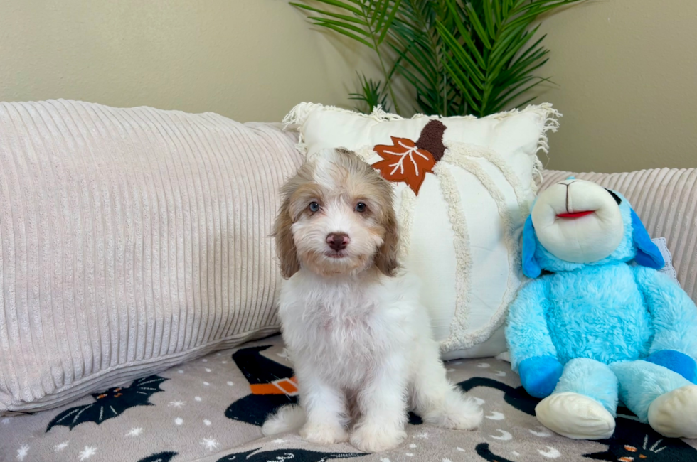 10 week old Cockapoo Puppy For Sale - Lone Star Pups