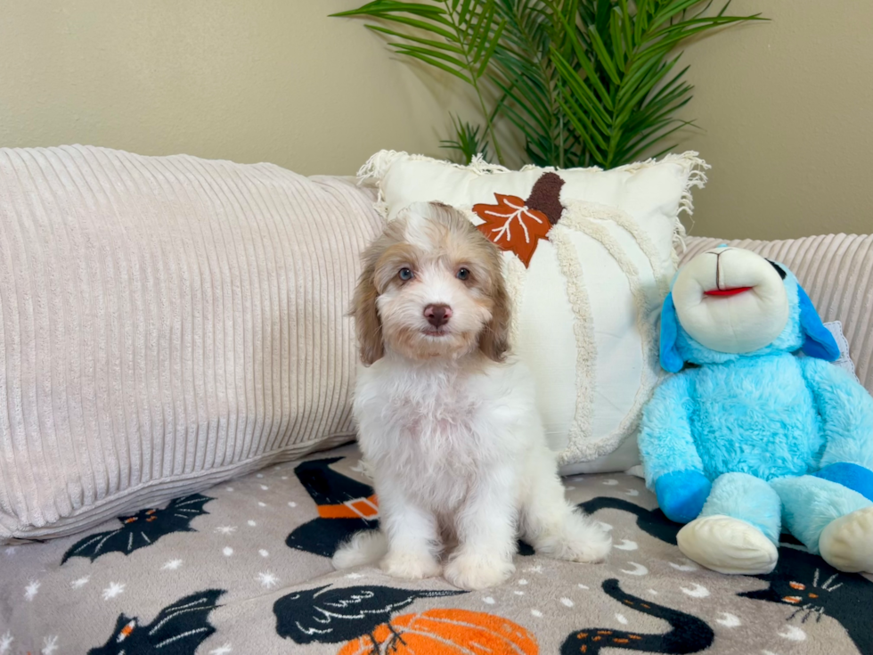 Cute Cocker Doodle Poodle Mix Puppy
