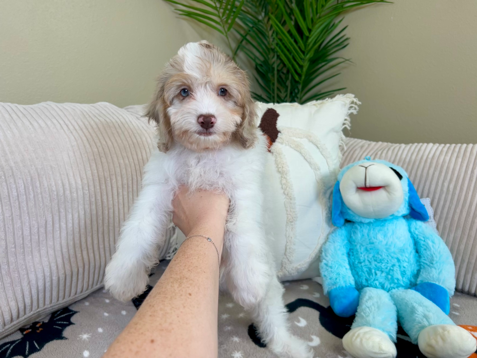 Cockapoo Puppy for Adoption