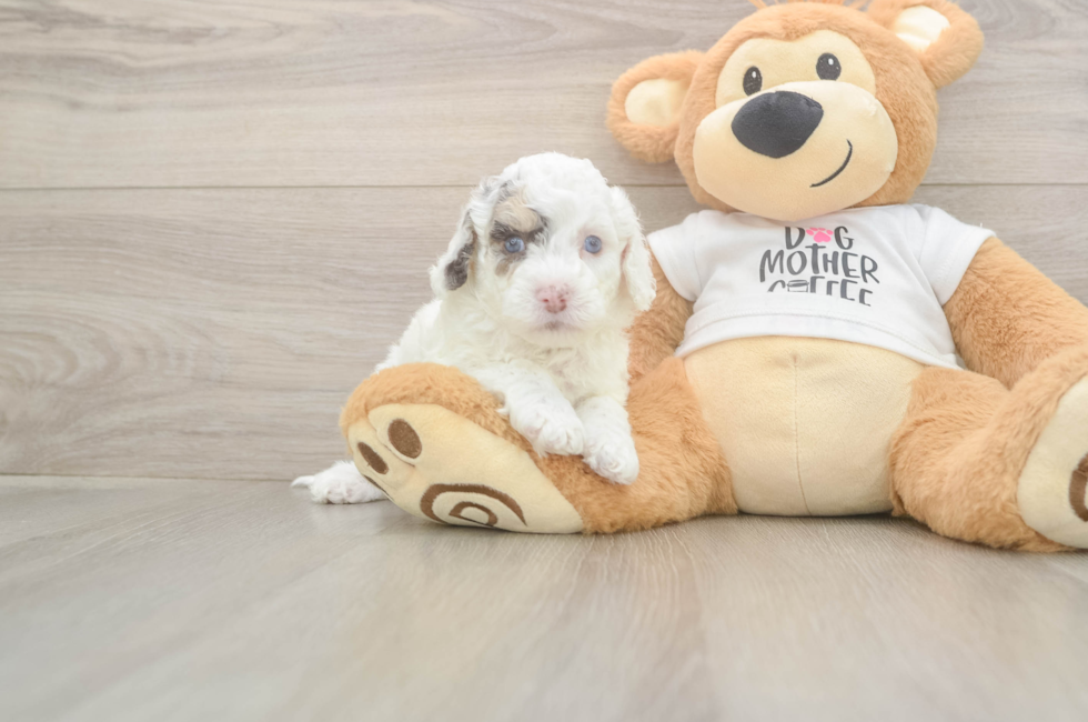 5 week old Cockapoo Puppy For Sale - Lone Star Pups