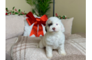 Cute Cockapoo Poodle Mix Pup
