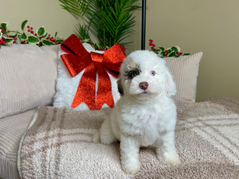 Cute Cockapoo Poodle Mix Pup