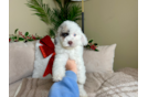 Cute Cockapoo Poodle Mix Pup