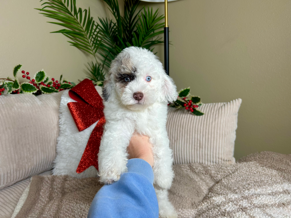 Cute Cockapoo Poodle Mix Pup
