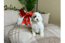 Cute Cockapoo Poodle Mix Pup