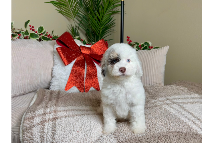 Cockapoo Pup Being Cute