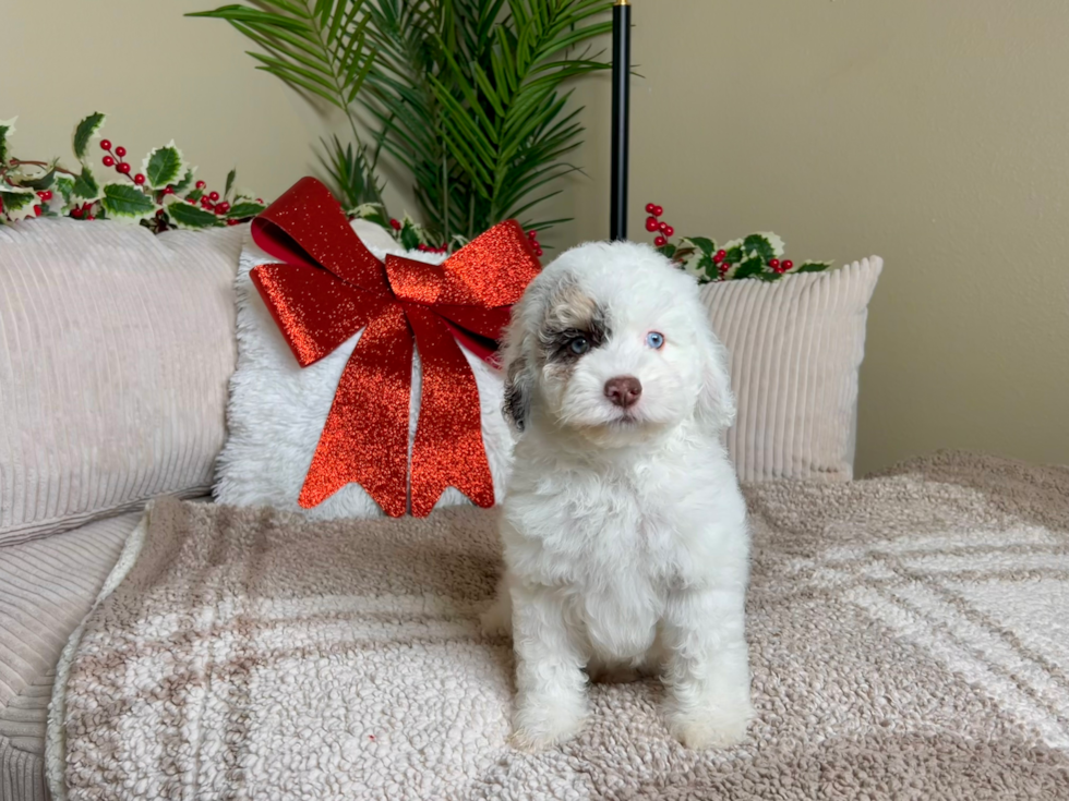 Cockapoo Pup Being Cute