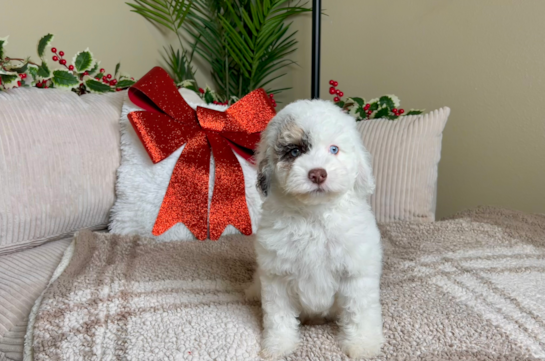 Cockapoo Pup Being Cute